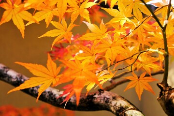 絶景，秋，紅葉，京都，日本，お寺，水の波，風景, 旅行, 建築, 自然, 木, 背景, 黄色, 庭, 光