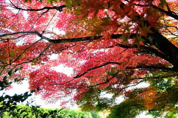 絶景，秋，紅葉，京都，日本，お寺，水の波，風景, 旅行, 建築, 自然, 木, 背景, 黄色, 庭, 光