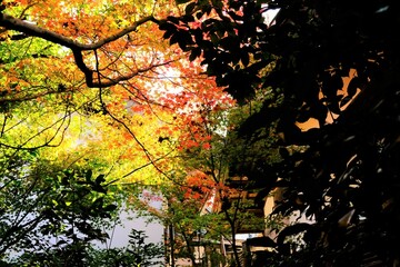 絶景，秋，紅葉，京都，日本，お寺，水の波，風景, 旅行, 建築, 自然, 木, 背景, 黄色, 庭, 光