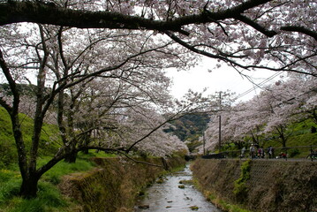 山中渓駅・桜