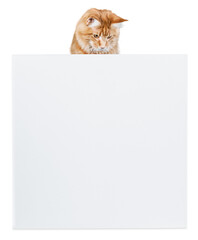 Ginger Cat Behind a Blank White Board