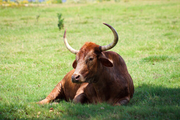 cow in a field