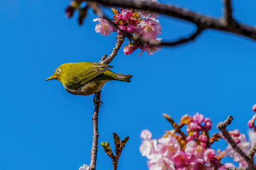 Warbling white-eye and sakura	