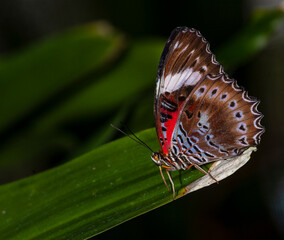 beautiful flying insect the butterfly