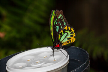 beautiful flying insect the butterfly