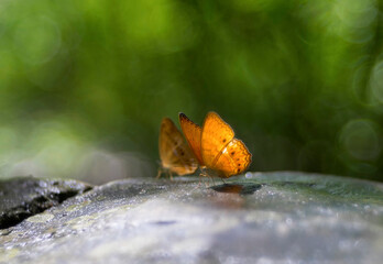 A beautiful butterfly in the forests of Thailand