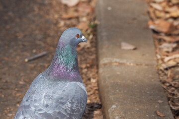 鳩の後ろ姿, Domestic pigeon