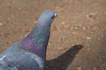 鳩の後ろ姿, Domestic pigeon