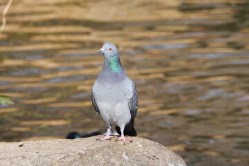 Obraz premium 土鳩, Domestic pigeon