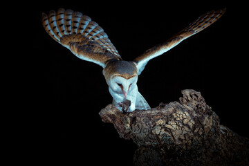 Barn owl perched on his watchtower in the dark night