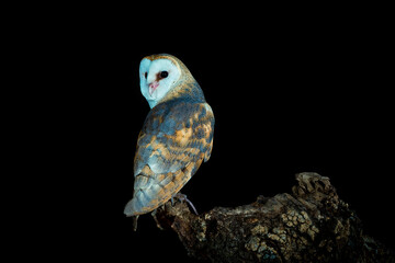 Barn owl perched on his watchtower in the dark night