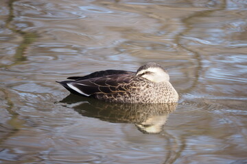 居眠りしている雌のマガモ