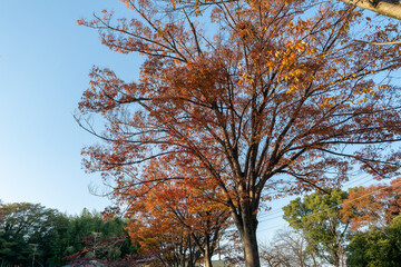 Fototapeta premium 初秋の紅葉