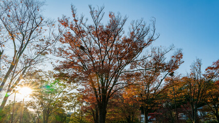 Fototapeta premium 初秋の紅葉