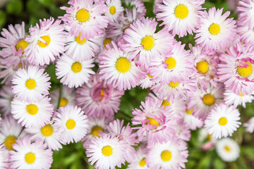White pink daisy flowers in garden on flower bed in sunlight close-up, top view. Natural floral background