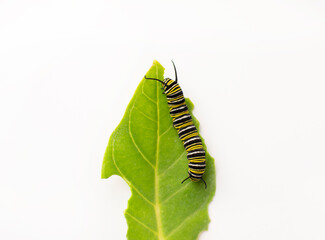 Monarch butterfly caterpillar on a milkweed leaf isolated closeup