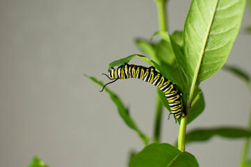 Monarch butterfly caterpillar on a milkweed leaf. Raising endangered  monarch butterflies at home as a hobby