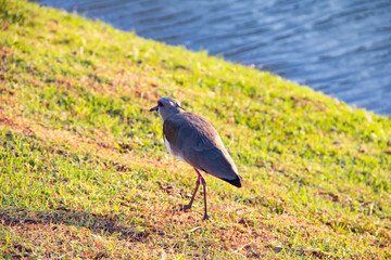 Pássaro em parque na natureza