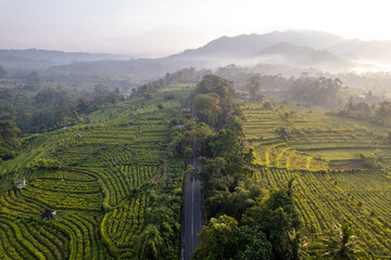 Fototapeta na wymiar Aerial view of rice fields in Bali 