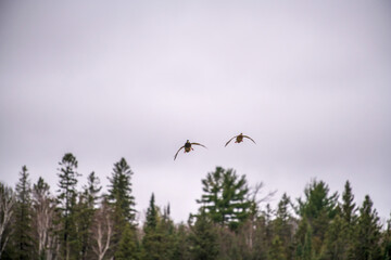 birds in flight