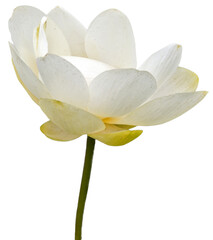 PNG illustration with a transparent background close up of a waterlily blossom