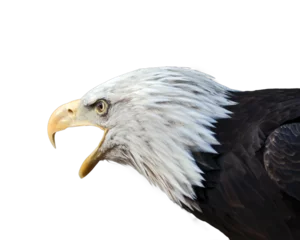 Foto op Canvas PNG illustration with a transparent background digital portrait of a bald eagle calling © Patrick Rolands