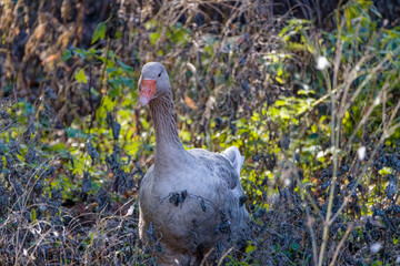 The American Buff goose is a breed of domestic goose native to the United States