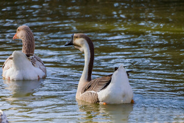 African domestic goose. The African goose is a breed of domestic goose derived from the wild swan goose (Anser cygnoides).