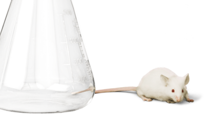 White laboratory rat and flask isolated on white background