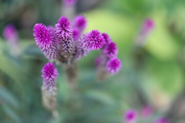 close up of a lavender