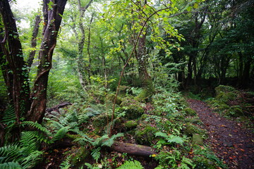 Obraz premium fascinating summer path with fern and mossy rocks