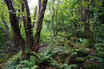 dense primeval forest with mossy trees and rocks