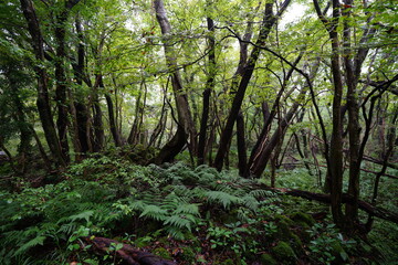 fern and trees in the woods