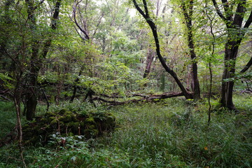 fallen trees and old trees in thick wild forest