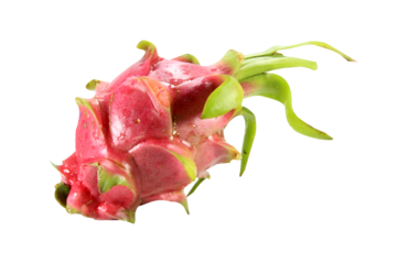 One fresh red dragon fruit isolated on white background.