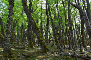 Obraz premium Natural Resource Forest Trees