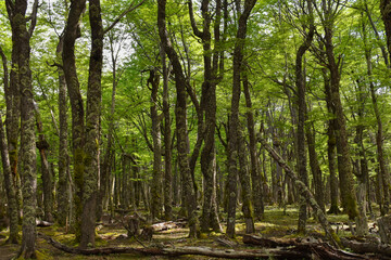 Natural Resource Forest Trees