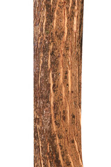 Tree trunk isolated on white background.