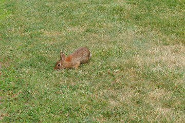 Brown rabbit in the meadow