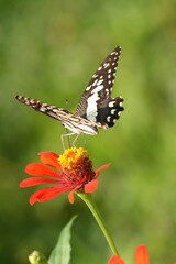 Flower and butterfly