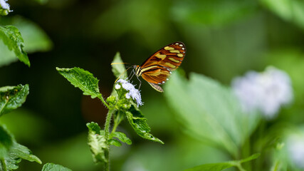 Longwing Heliconia butterfly eating vine on flossflower