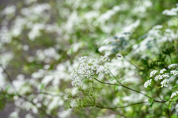 Lacy white flowers of Snow-on-the-Mountain plant blooming in the summer, as a nature background
