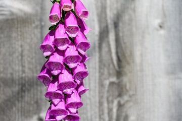 Closeup of pink purple foxglove plant blooming in from of a rustic wood fence  © knelson20