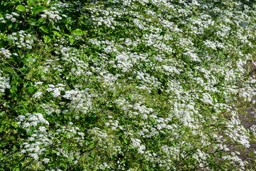 Fototapeta na wymiar Lacy white flowers of Snow-on-the-Mountain plant blooming in the summer, as a nature background 