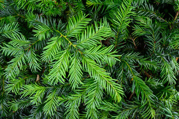 Fototapeta na wymiar Closeup of fresh green growth on an evergreen tree, as a nature background 