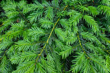 Closeup of fresh green growth on an evergreen tree, as a nature background
