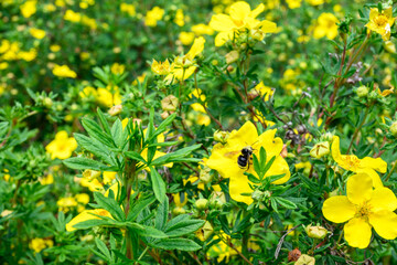 Honeybee pollinating the yellow flowers of a blooming Shrubby Cinquefoil plant
