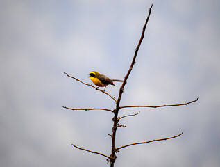 Yellow-bellied Fairy Fantail