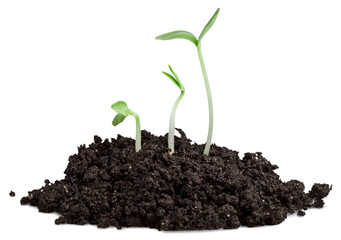 Growing baby plant olive in soil