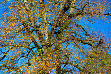 Germany, Neuschwanstein Castle, autumn, maples, forest trail, maple forest trail